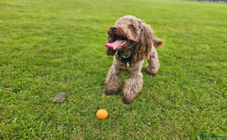Cockapoo dogs in Manchester - Advert 10