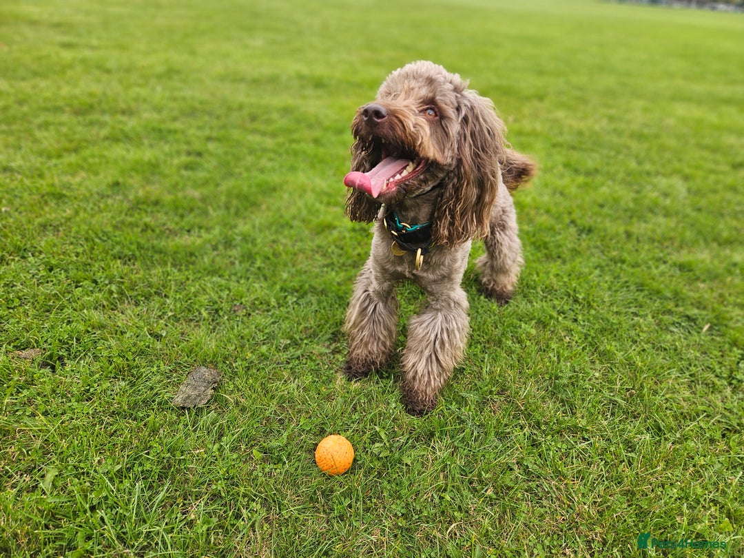 Cockapoo dogs for stud: *PROVEN* Health Tested Chocolate Cockapoo at STUD in Manchester - Image 1