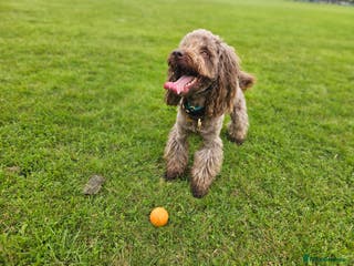 Cockapoo dogs *PROVEN* Health Tested Chocolate Cockapoo at STUD in Manchester - Advert 19