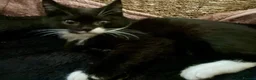 Mixed Breed cats for sale: Beautiful black & white kittens ready to go!  - Advert 9