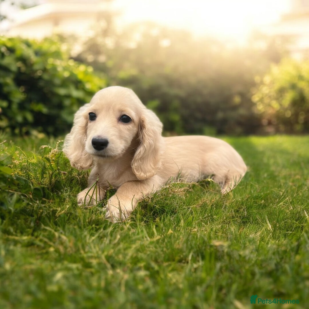 Dachshund dogs for sale: cream KC long haired miniature dachshunds for sale - Image 9