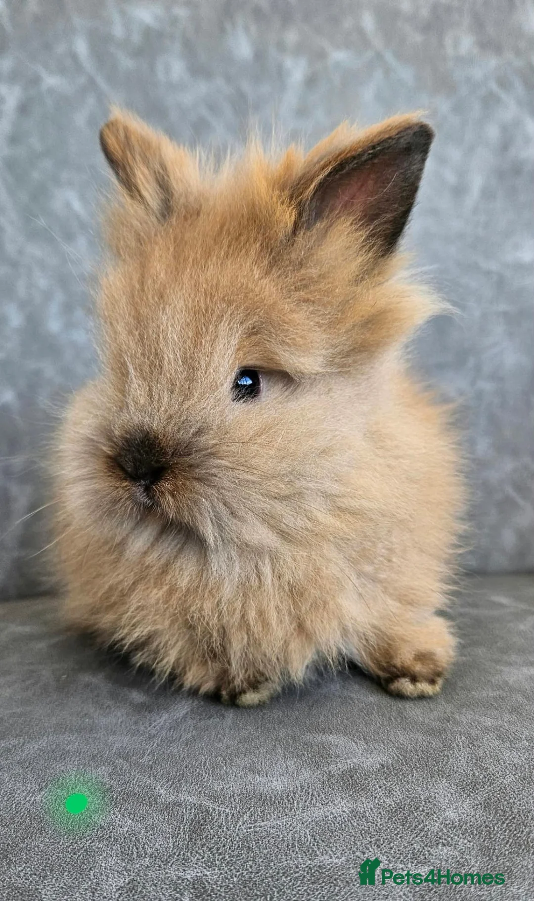 Lionhead rabbits for sale: Double maned lionhead bunnies 🐰  in Braintree - Advert 2