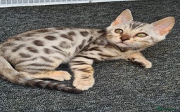 Bengal cats for sale: Female and male Bengal kittens - Advert 2
