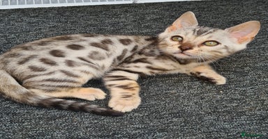 Bengal cats - Advert 12