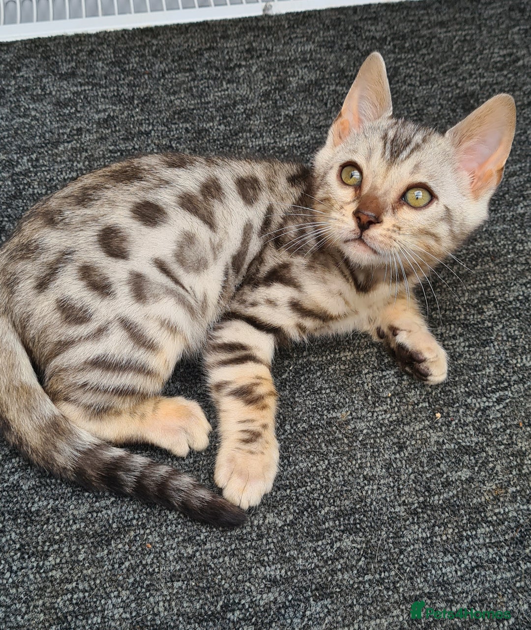 Bengal cats for sale: Female and male Bengal kittens - Advert 2