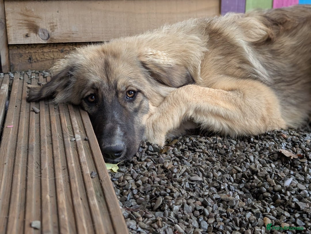 Mixed Breed dogs for adoption: Meet Iona – The Sweet, Shy Sister - Image 9