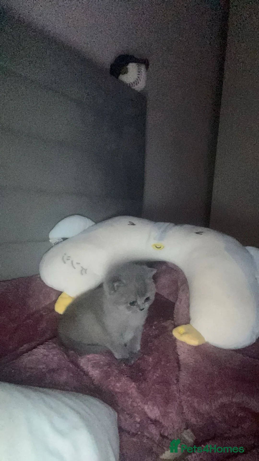 British Shorthair cats for sale: Nina The British shorthair  - Advert 19