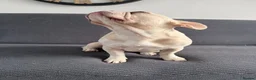 French Bulldog dogs for sale: Beautiful  French Bulldog Puppy - Advert 3
