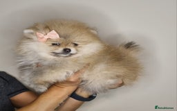 Pomeranian dogs for sale: CHAMPION BLOODLINE 3 female 1 male - Image 29