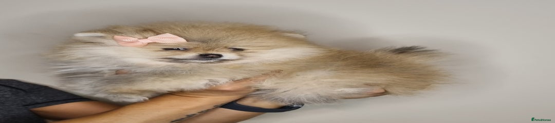 Puppy 3