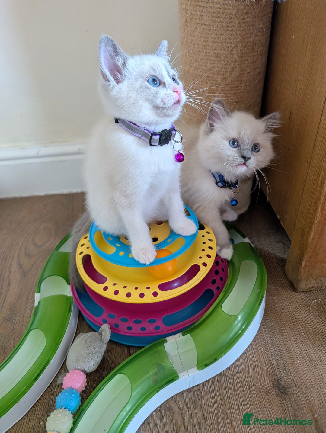 Ragamese cats for sale: 🐾💎Ragdoll X Siamese (Ragamese) Kittens💎🐾 - Image 6