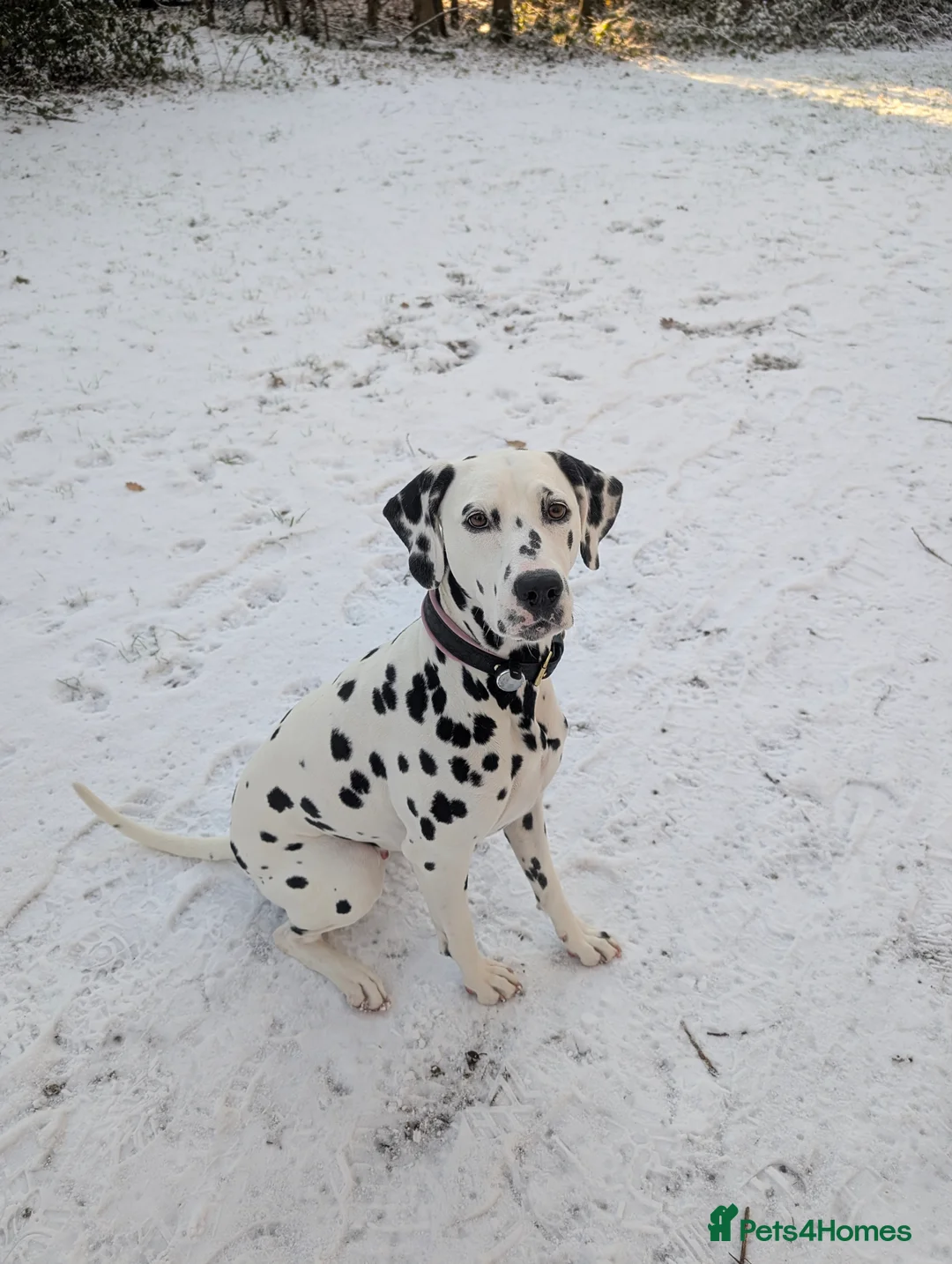 Dalmatian dogs for sale: Planned quality KC Reg black spotted litter  - Advert 5