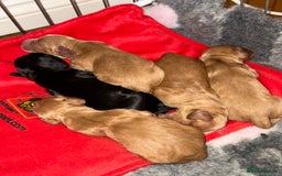 Cocker Spaniel dogs for sale: 3 Red girls looking for home  - Image 12
