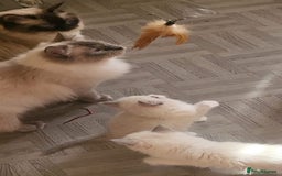 Ragdoll cats for sale: Beautiful blue lynx Ragdoll - Image 7