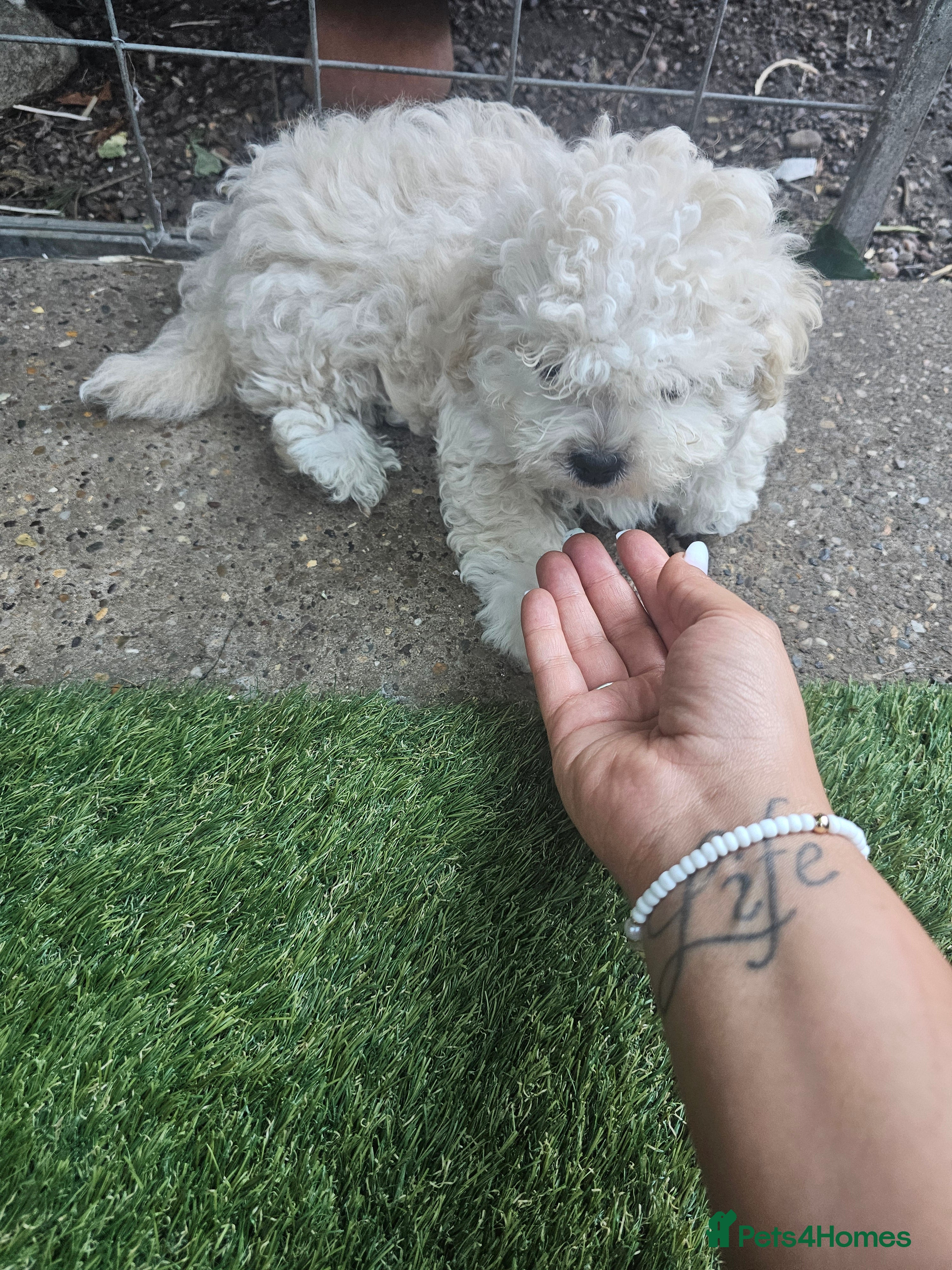 Mixed Breed dogs Beautiful Litter of 4 Puppies - Advert 2