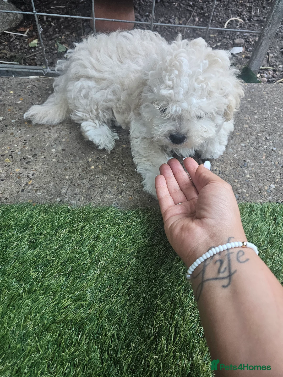 Mixed Breed dogs for sale: Beautiful Litter of 4 Puppies - Advert 2