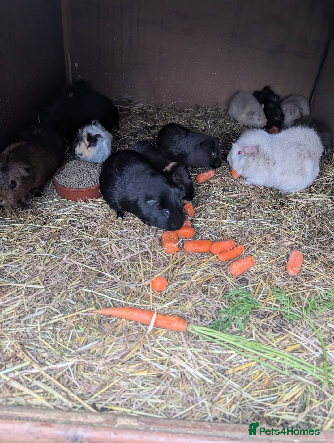 Guinea Pig rodents for sale: Lovely guinea pigs - Advert 1