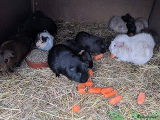 Guinea Pig rodents Lovely guinea pigs - Advert 14