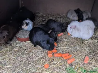 Guinea Pig rodents Lovely guinea pigs - Advert 21