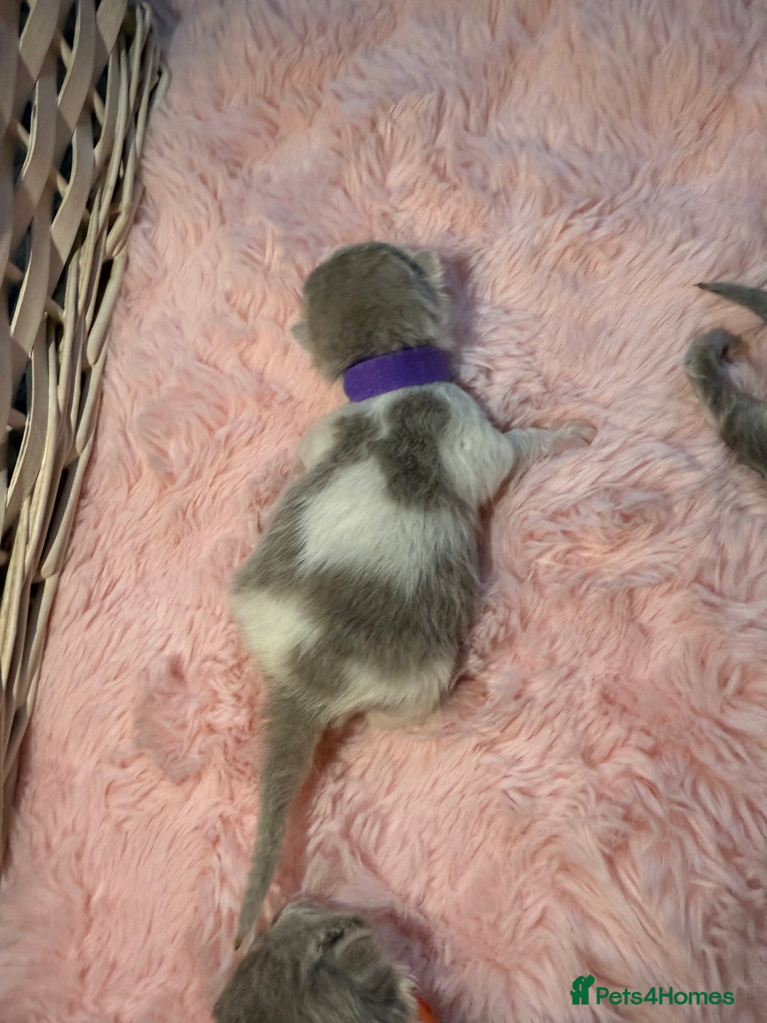 British Shorthair cats for sale: Pure British Shorthair outstanding quality 😻🥇🏆 - Advert 11