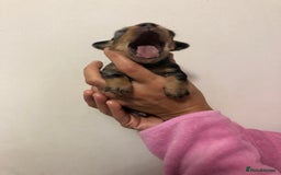 Mixed Breed dogs for sale: Jackapoo cross dachshund puppy’s  - Advert 6