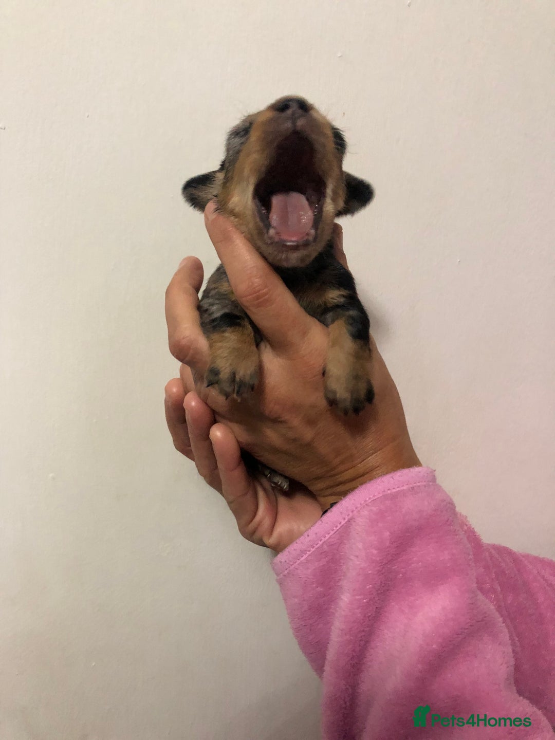 Mixed Breed dogs for sale: Jackapoo cross dachshund puppy’s  - Advert 6