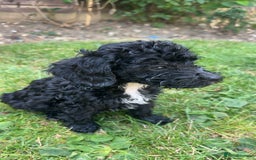 Cockapoo dogs for sale: Cockapoo puppies  - Image 9