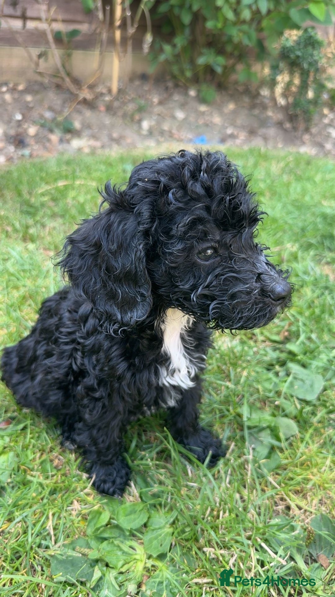 Cockapoo dogs for sale: Cockapoo puppies  - Image 9