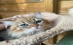 Persian cats for sale: Golden Chinchilla Persians Kittens  - Image 1