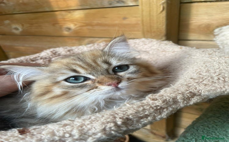 Persian cats - Advert 1