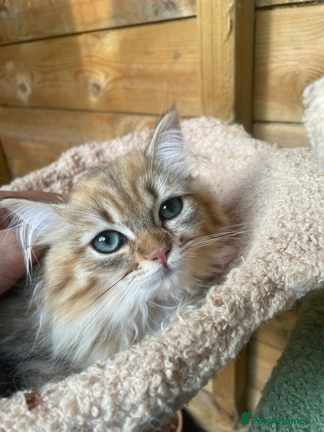 Persian cats for sale: Golden Chinchilla Persians Kittens  - Image 1