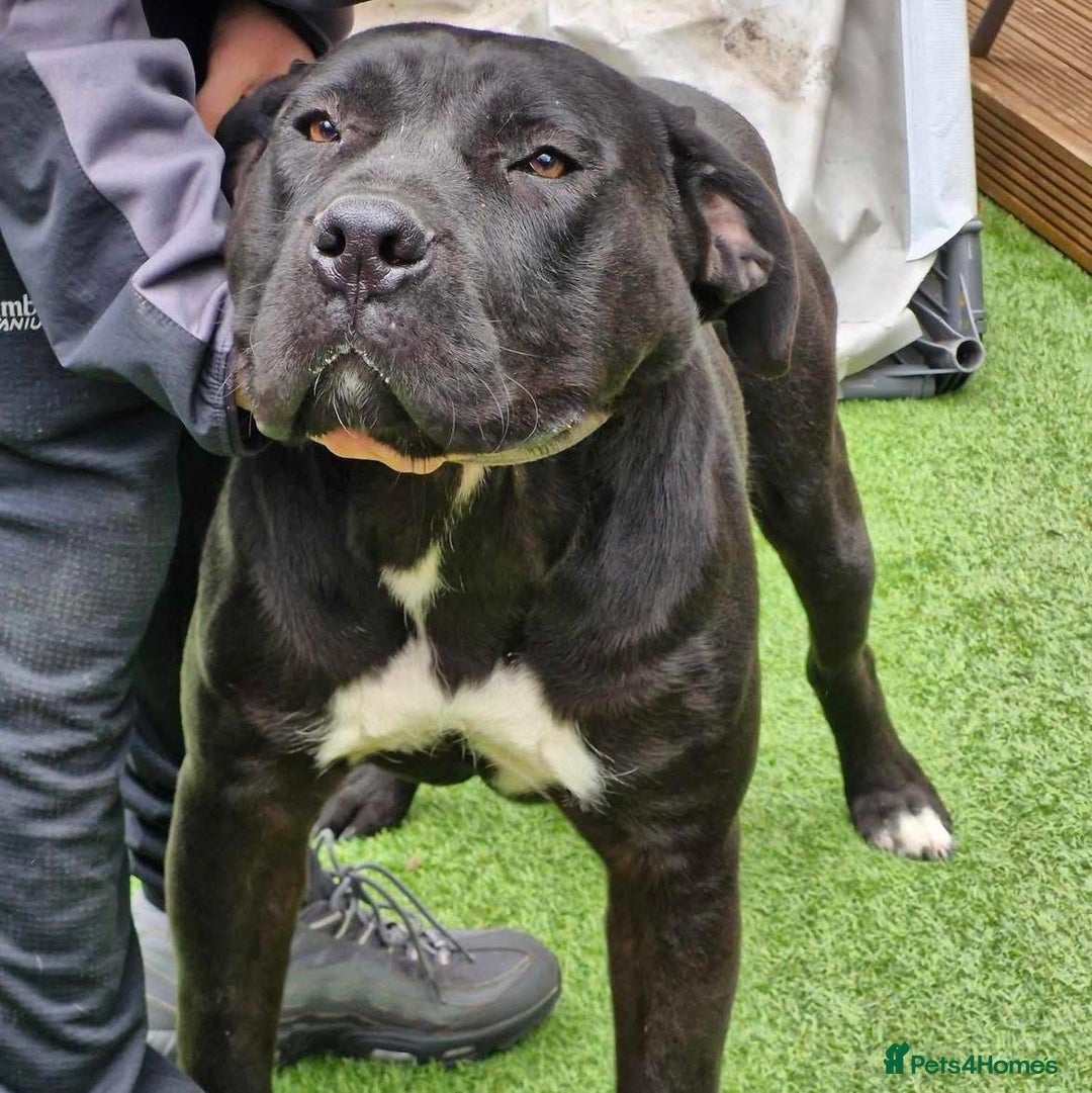 Presa Canario dogs for sale: Pure presa canro - Image 3