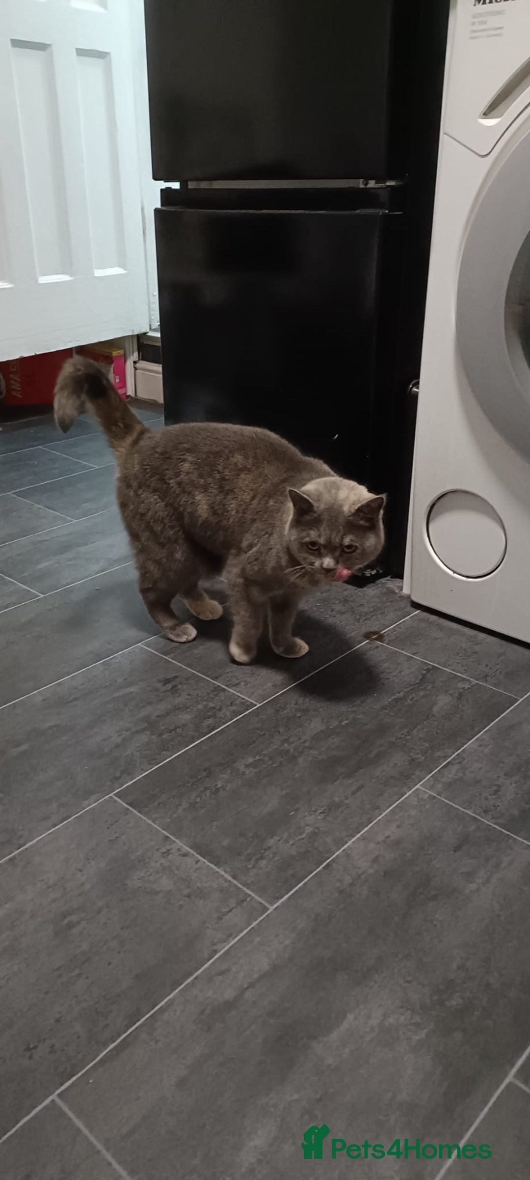 Persian cats for sale: Persian blue - Advert 6