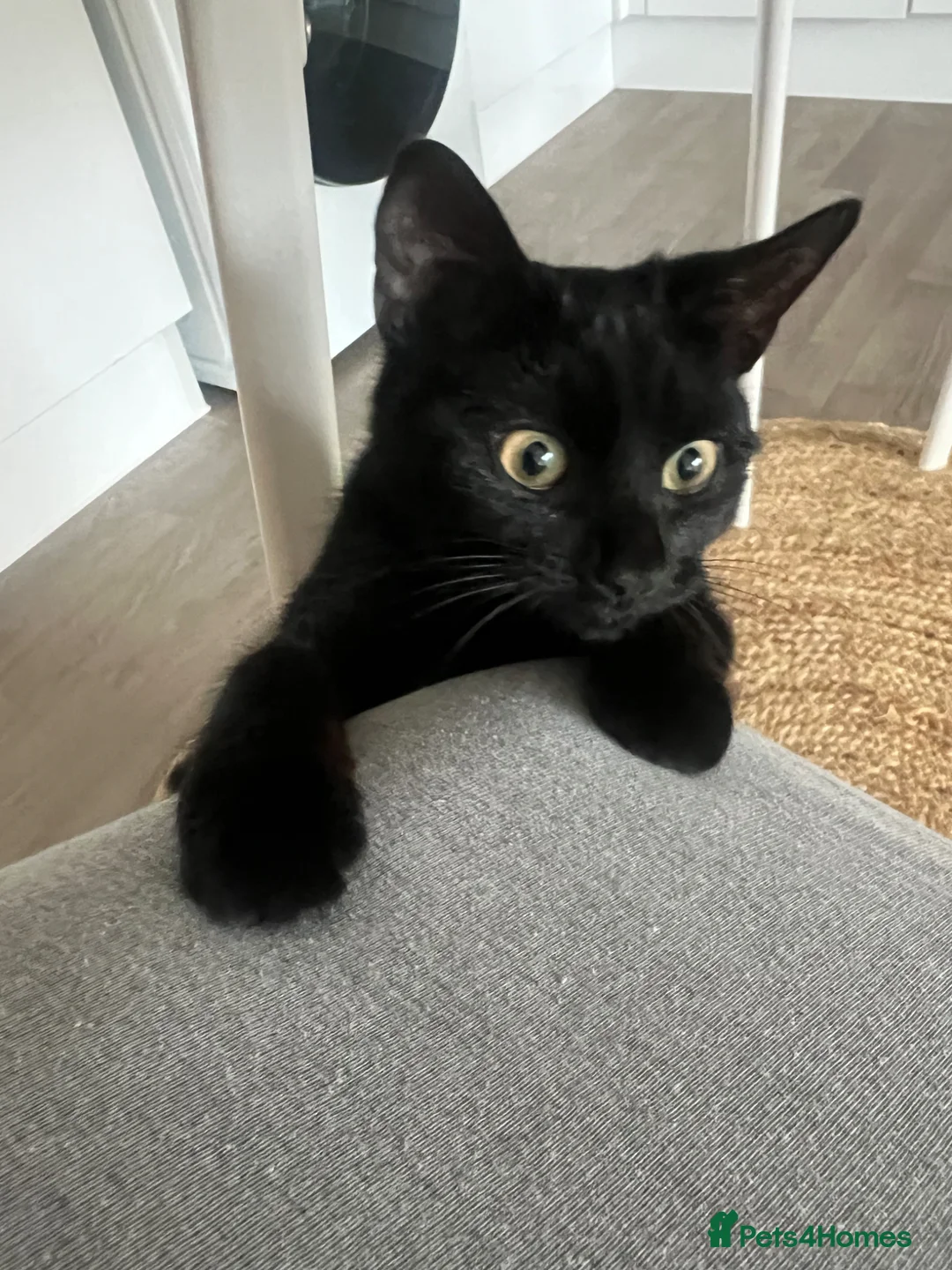 Bombay cats for sale: Misty (negotiate price) - Advert 3