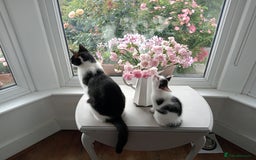 British Shorthair cats for sale: Two white and black sisters - Image 3