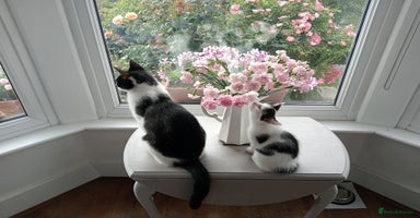 British Shorthair cats - Advert 7