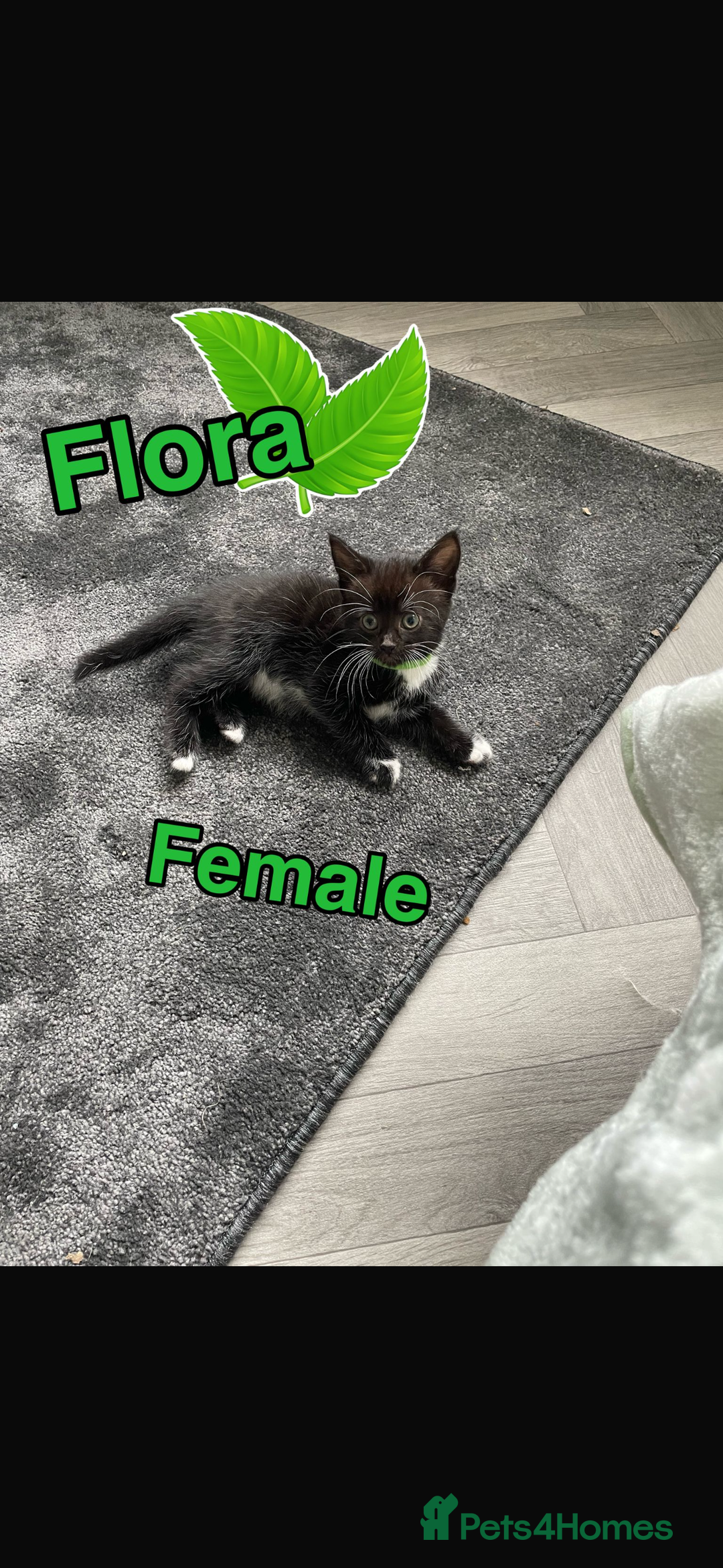 Mixed Breed cats for sale: Kittens ready to be rehomed immediately - Image 2