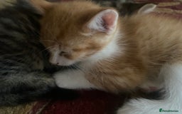 American Wirehair cats for sale: 4 kitten for sale - Image 5