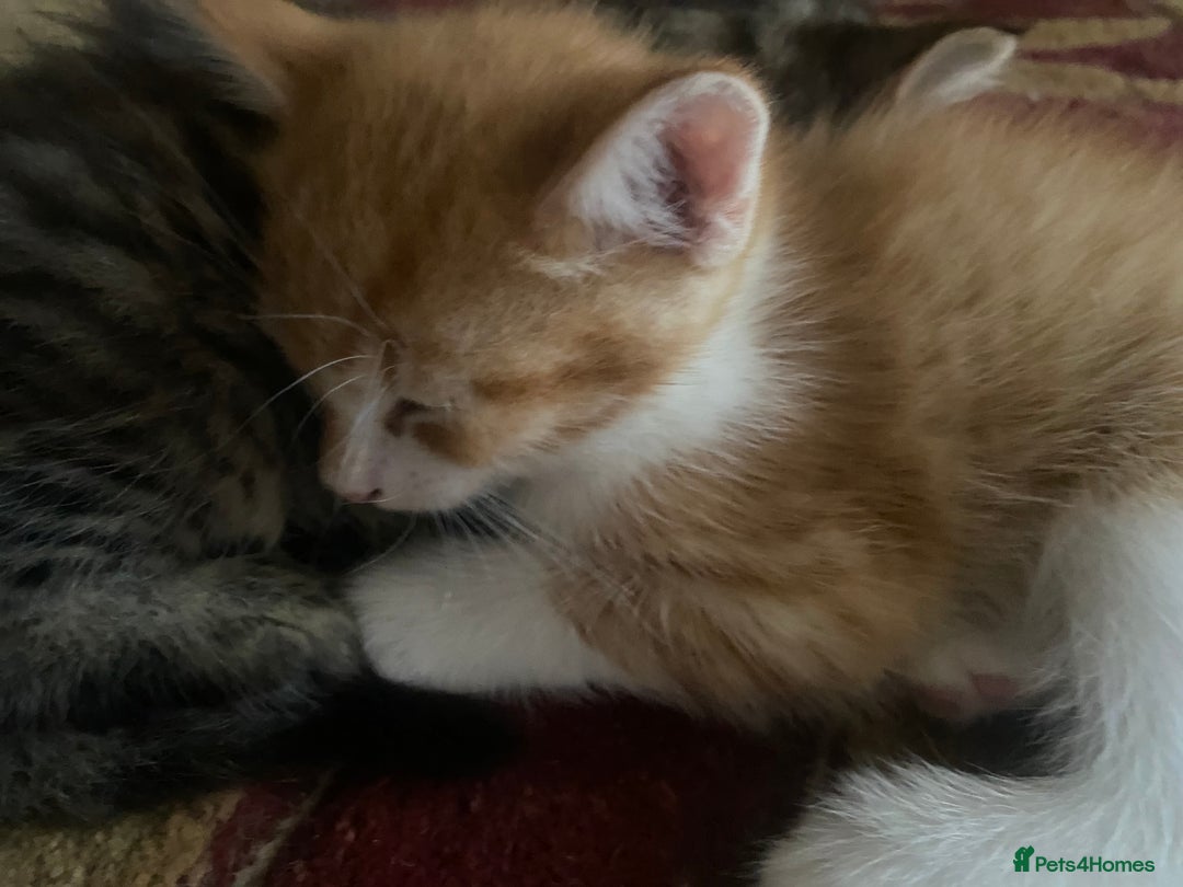 American Wirehair cats for sale: 4 kitten for sale - Image 5