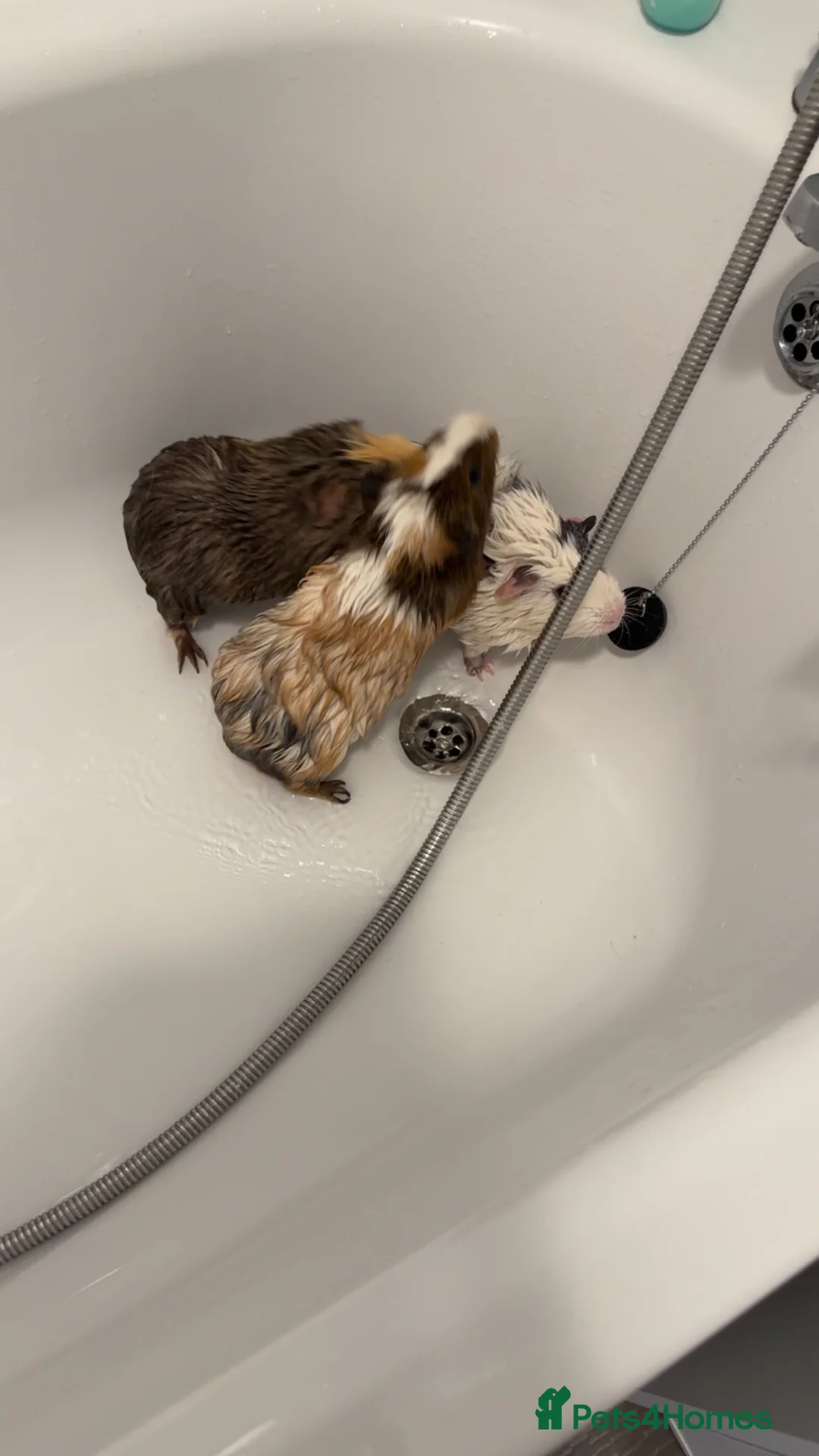 Guinea Pig rodents for sale: 4 boy guinea pigs in Pershore - Advert 2