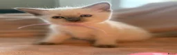 Ragdoll cats for sale: Beautiful pure ragdoll kittens  - Advert 3