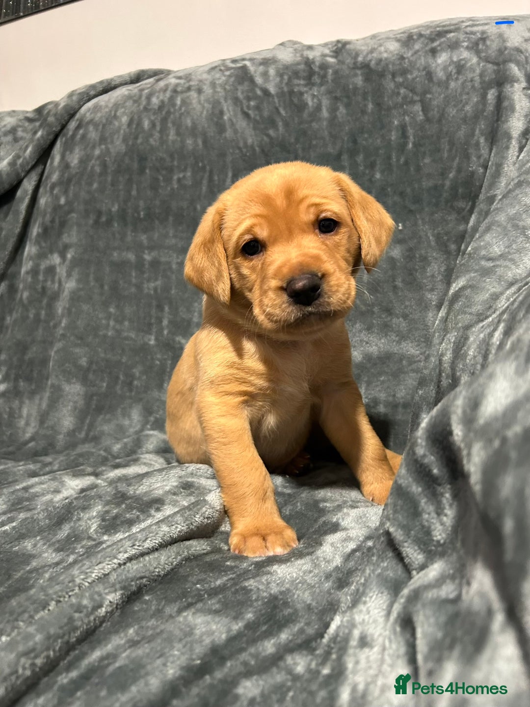 Labrador Retriever dogs for sale: 5 Pedigree KC Reg Fox Red Labs ready NYE  - Advert 14