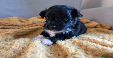 Mixed Breed dogs - Advert 1
