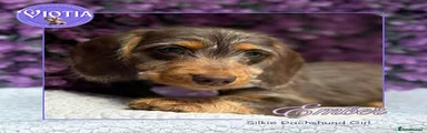 Miniature Dachshund Puppy 2