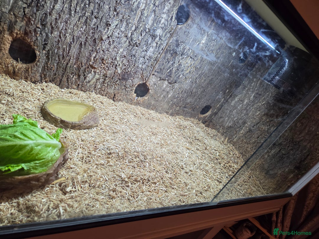 Tortoise reptiles for sale: Tortoise and vivarium for sale - Advert 4