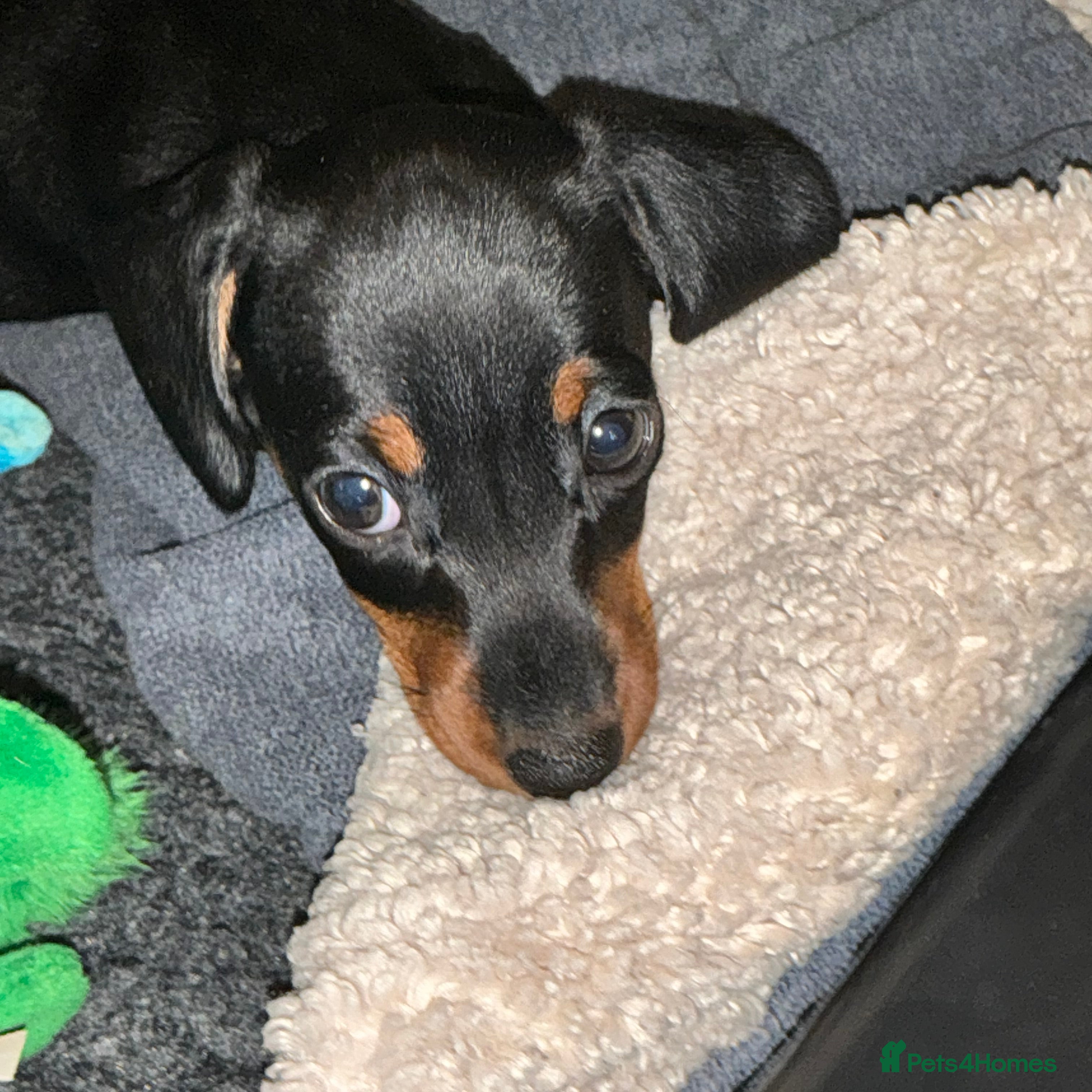 Miniature Dachshund dogs Kennel club registered pedigree dachshund - Advert 1