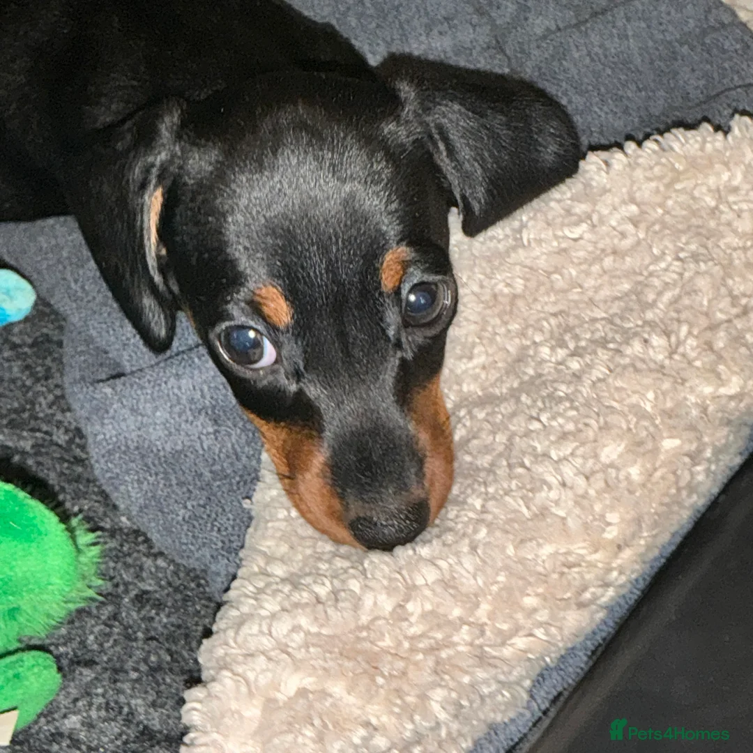 Miniature Dachshund dogs for sale: Kennel club registered pedigree dachshund - Advert 1