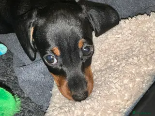 Miniature Dachshund dogs Kennel club registered pedigree dachshund - Advert 1