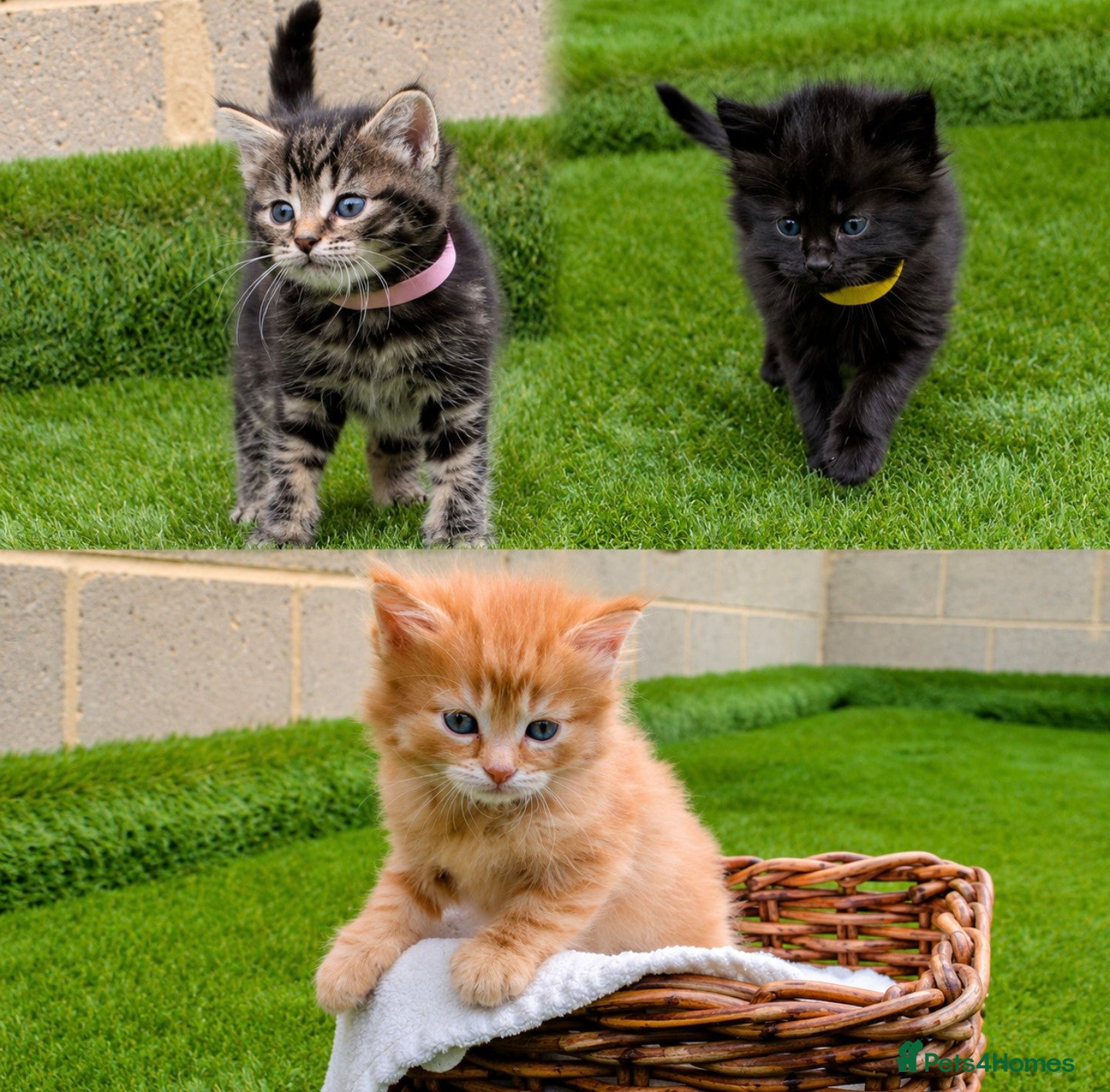 Mixed Breed cats 🐾 Rare Fluffy Maine Coon Type Kittens ⭐ - Advert 1