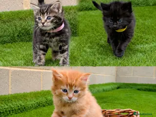 Mixed Breed cats 🐾 Rare Fluffy Maine Coon Type Kittens ⭐ - Advert 1